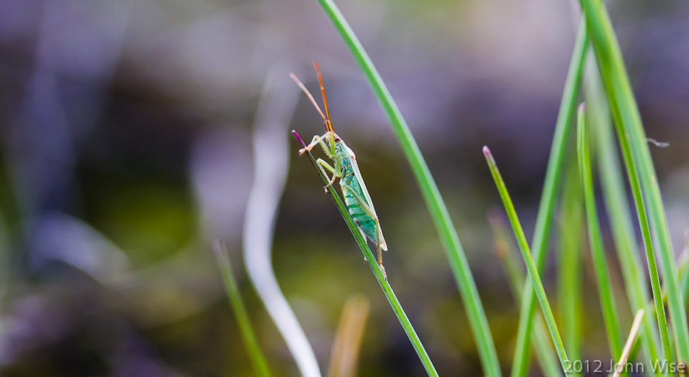 Your guess is as good as mine as to what this insect is, but it lives in Kluane National Park in the Yukon Territory of Canada if your were interested in trying find out