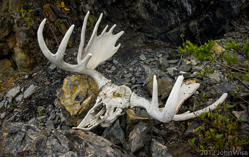 A bleached white moose skull on a primitive trail in Kluane National Park - Yukon, Canada