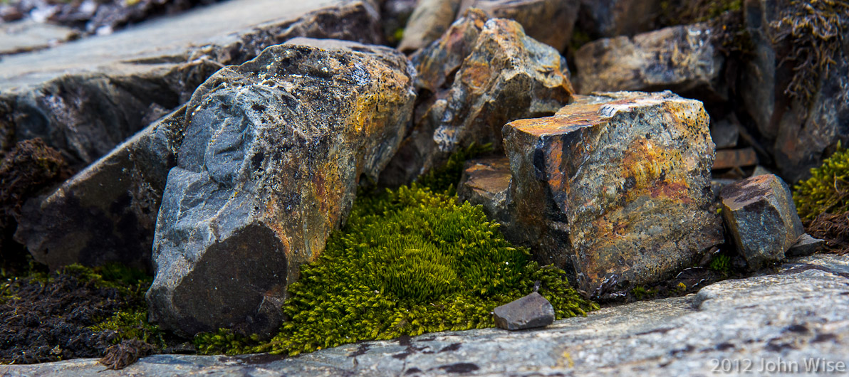 Greenery in a rock garden near an overlook of the river and mountains in the distance. Alsek River in the Yukon, Canada