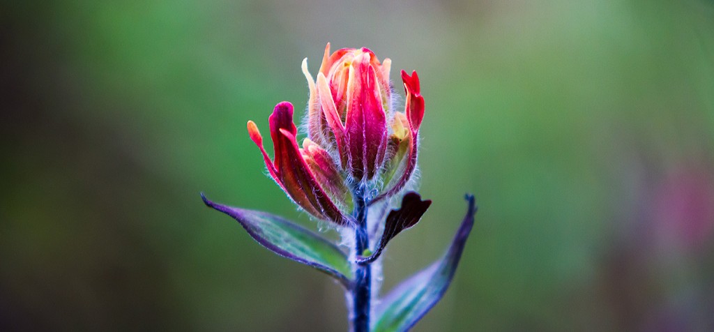 Blooming in Beauty - It's All Around Us!