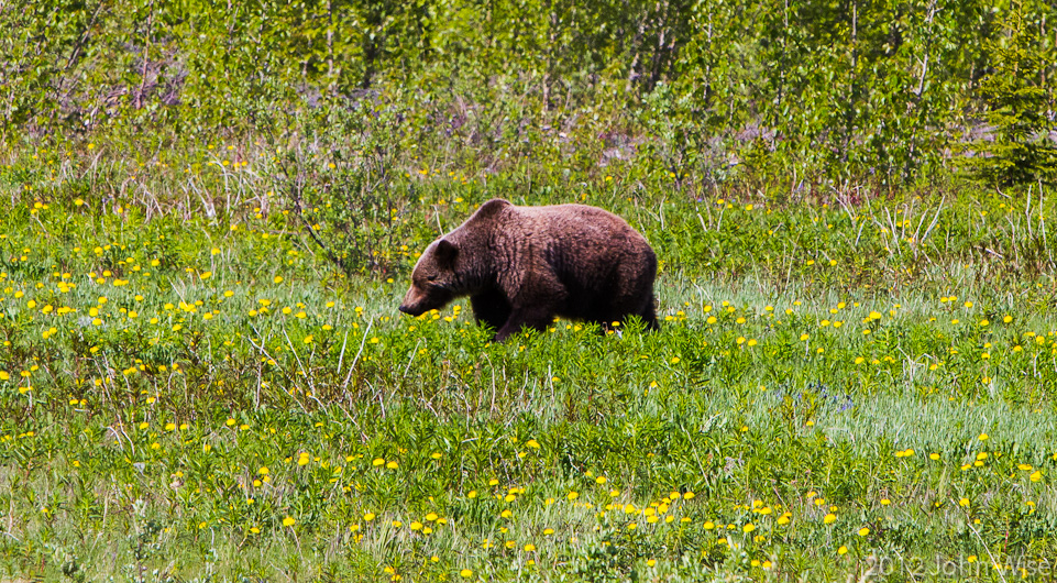 A lumbering grizzly bear makes his way across a meadow off the Haines Highway