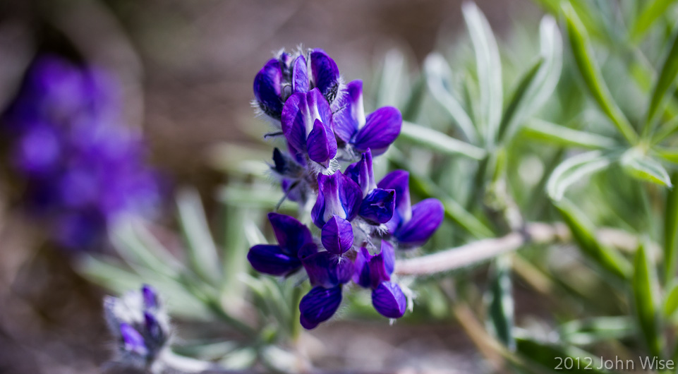 Wildflowers in Kluane National Park / Yukon, Canada