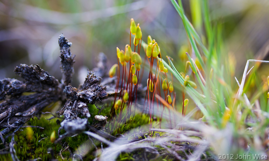The miniature flora growing boldly where few men dare to tread. Kluane National Park in the Yukon Territory of Canada