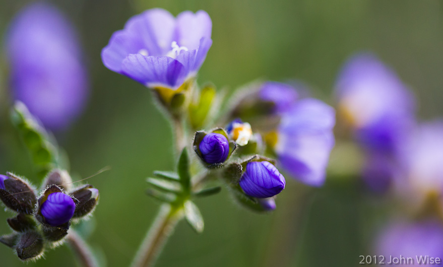 Purple wildflowers that Caroline will look up shortly and share with readers what they are