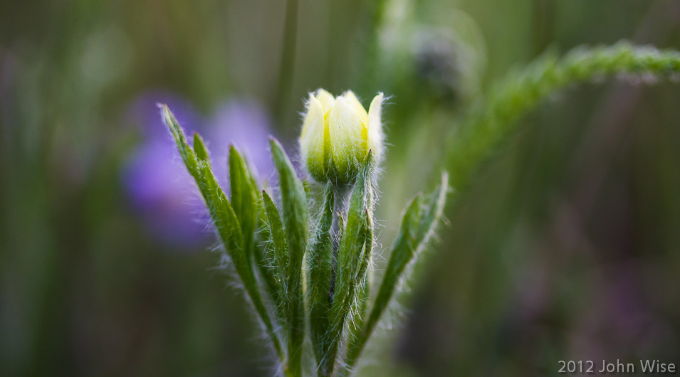 A little yellow wildflower that Caroline would love to share with you what it is