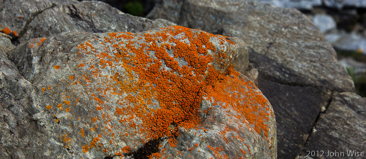 Orange lichen in Kluane National Park Yukon, Canada