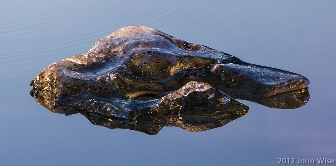 In the late day sun this small piece of floating ice from an iceberg looks amber. Kluane National Park Yukon, Canada